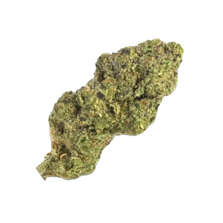 Northern Light