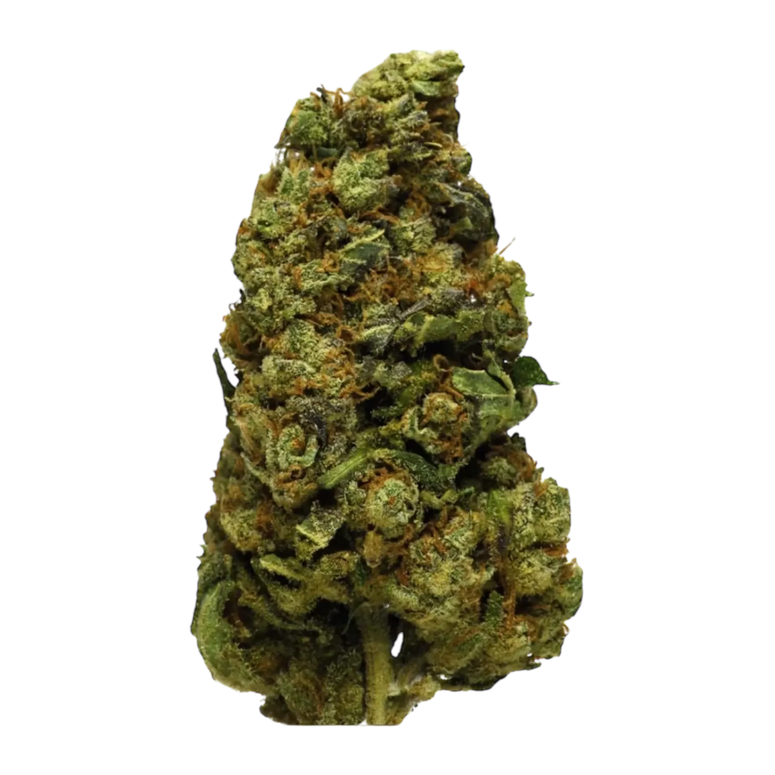JACK HERER 