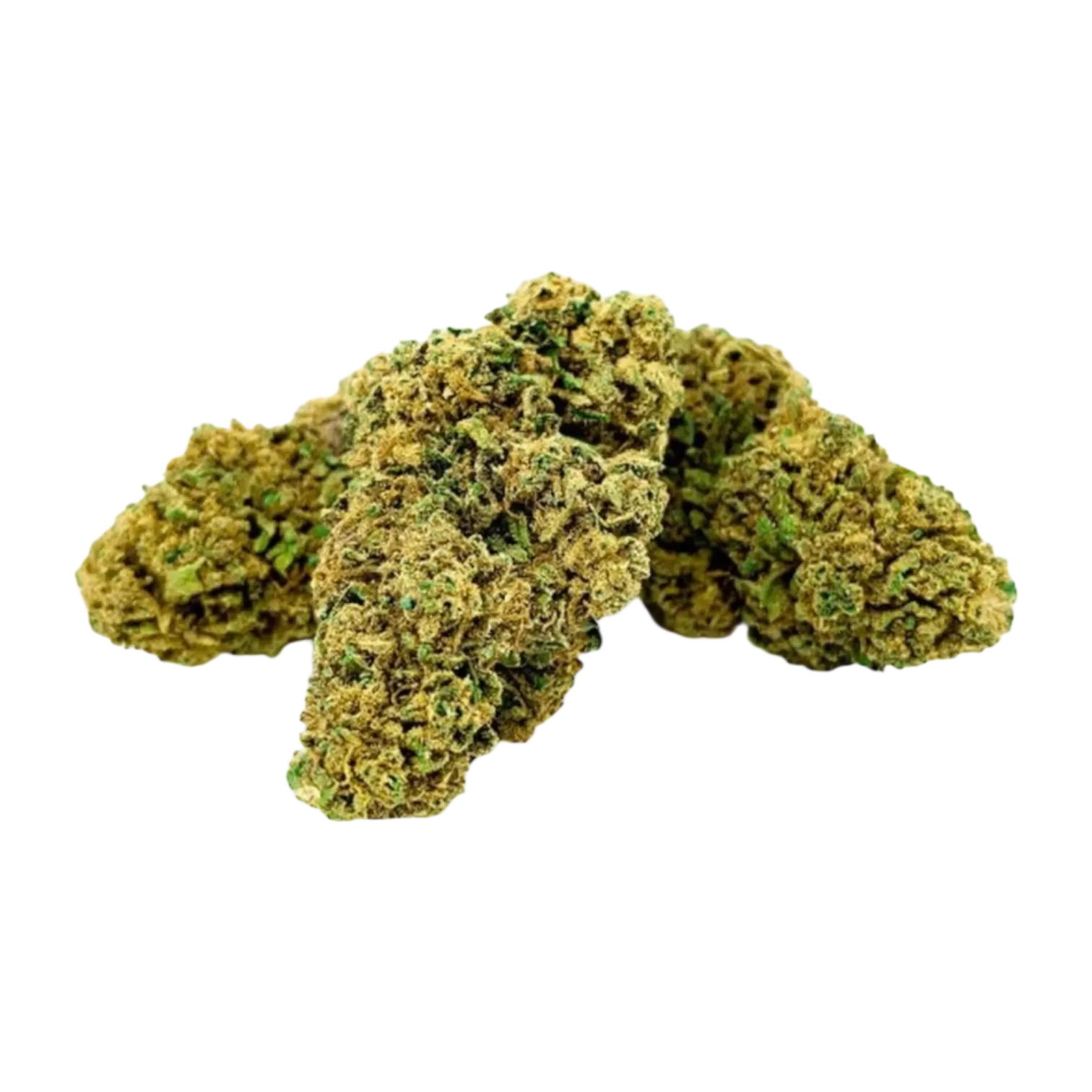 AMNESIA ++